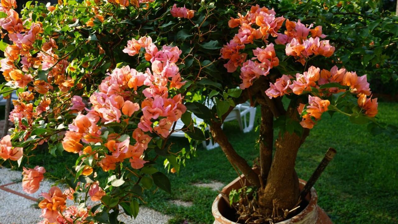 Villa Megna - Green Paradise B&B 팔레르모 외부 사진